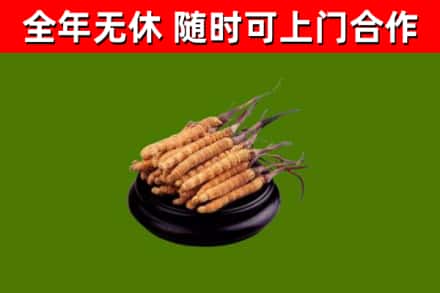 柯桥区烟酒回收冬虫夏草.jpg